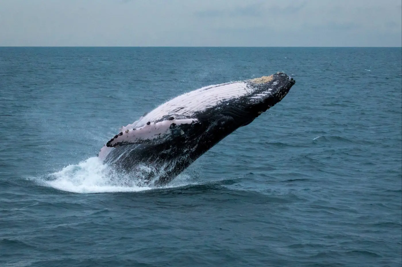 Tour de avistamiento de Ballenas en Panamá