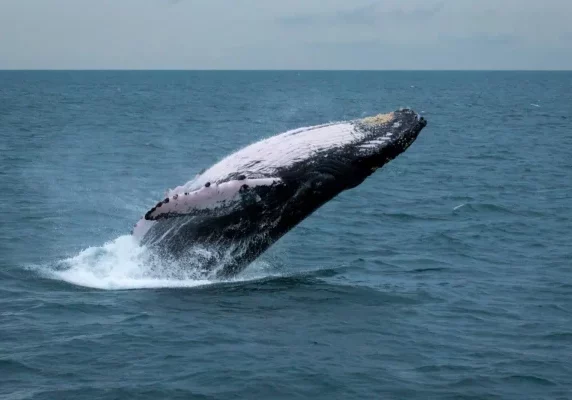 panama-whale-watching__4_