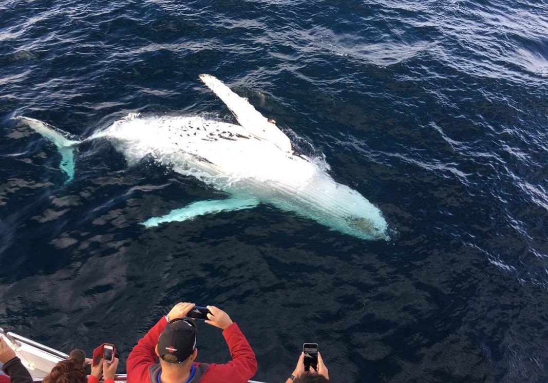 whale-watching-panama